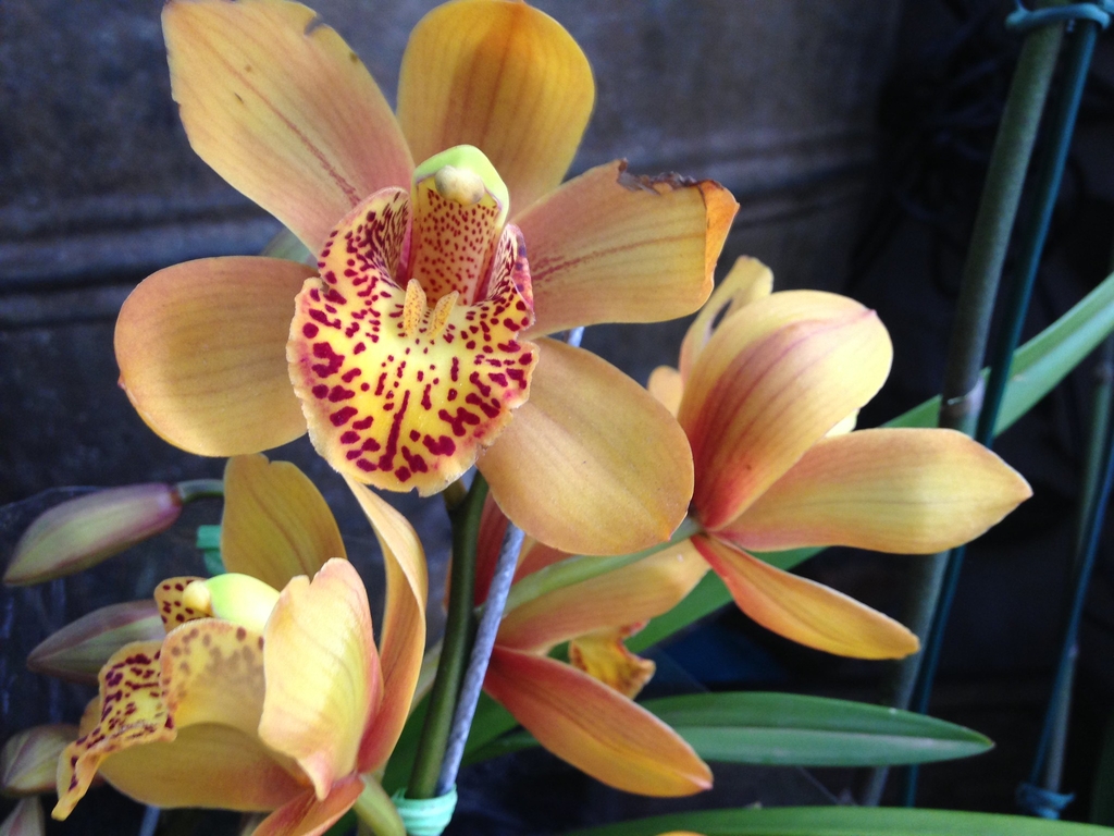 Yellowish flower with spotted inner petals