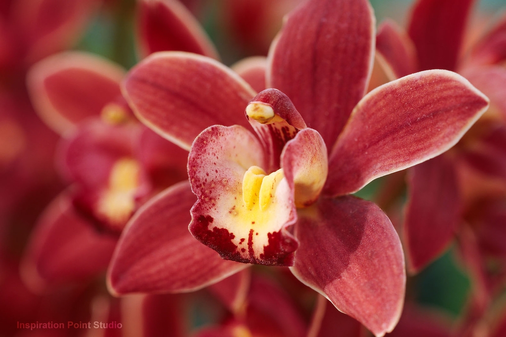 Orangeish flowers yellowish center petal