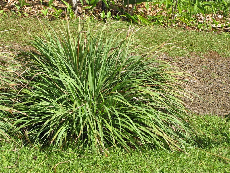 Clump of grass with soft foliage