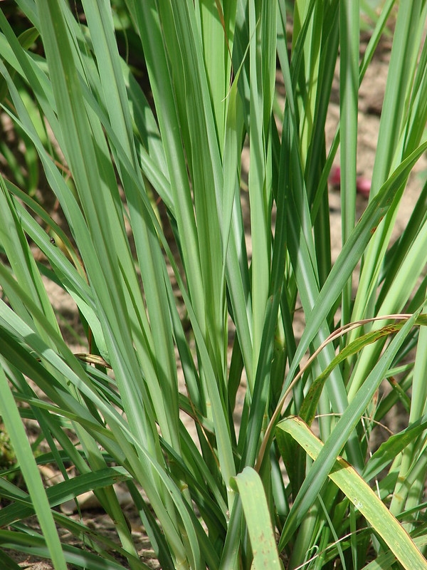 Clump of grass with soft foliage