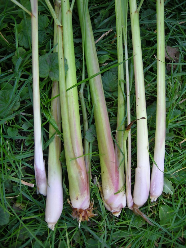 Stem bases prepared for use. Leaves have been removed.