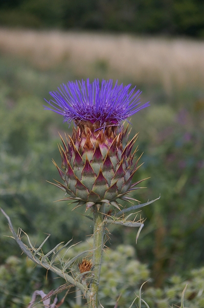 Cynara cardunculus