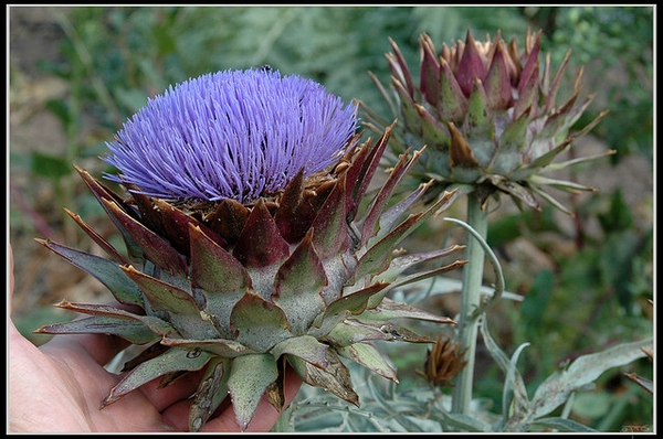 Cynara cardunculus