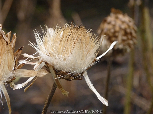 Cynara cardunculus