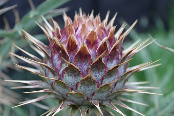 Cynara cardunculus