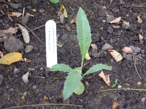 Cynara cardunculus