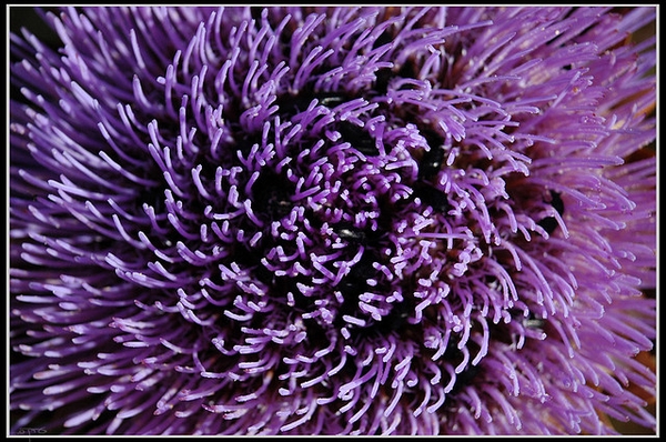 Cynara cardunculus