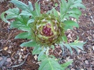 Cynara cardunculus