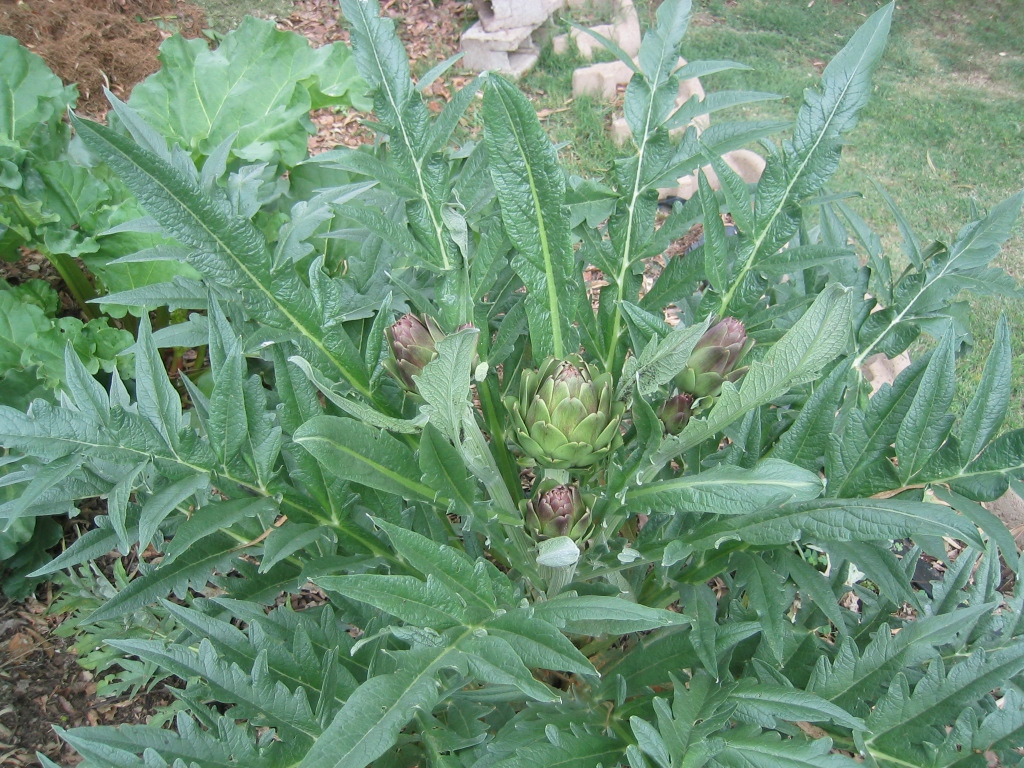 Artichoke plant with flower buds