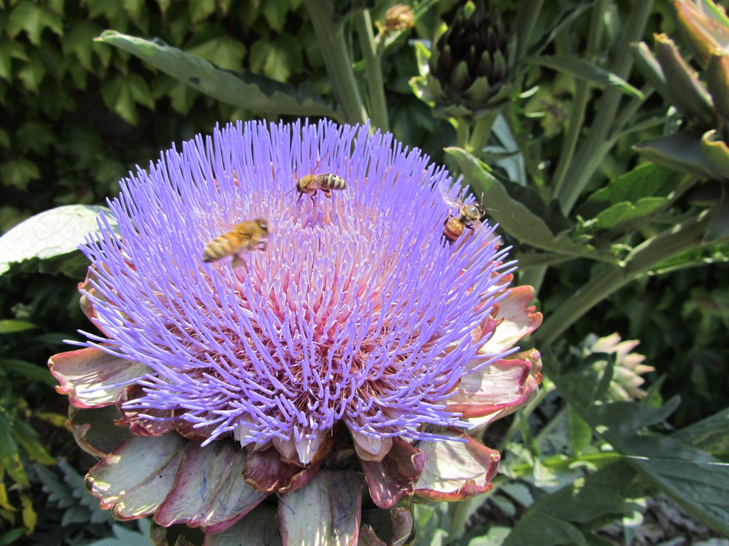 Artichoke flower