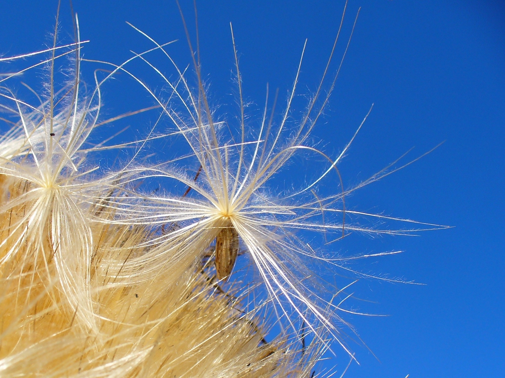 Cynara cardunculus fruit