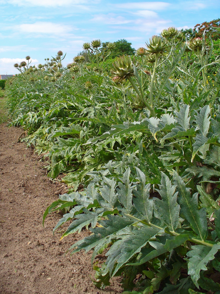 Cynara cardunculus plantation