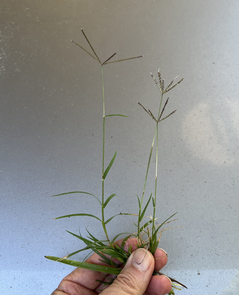 hand holding flowering shoots of fine-textured grass