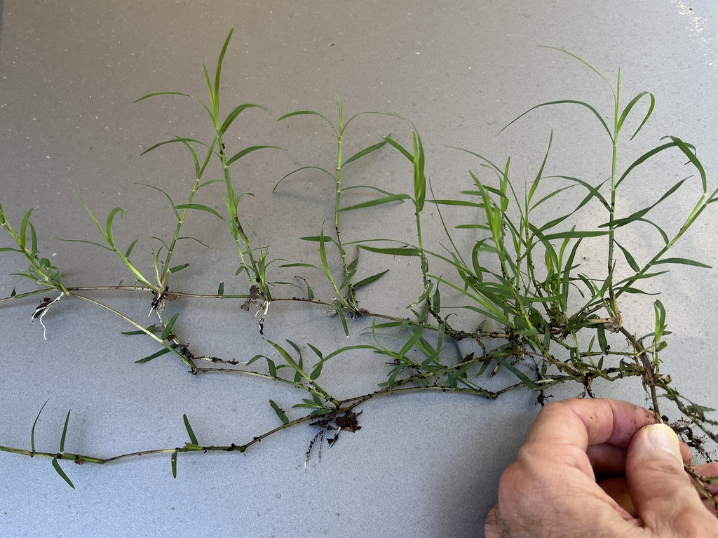 hand holding rhizomatous shoots of fine-textured grass