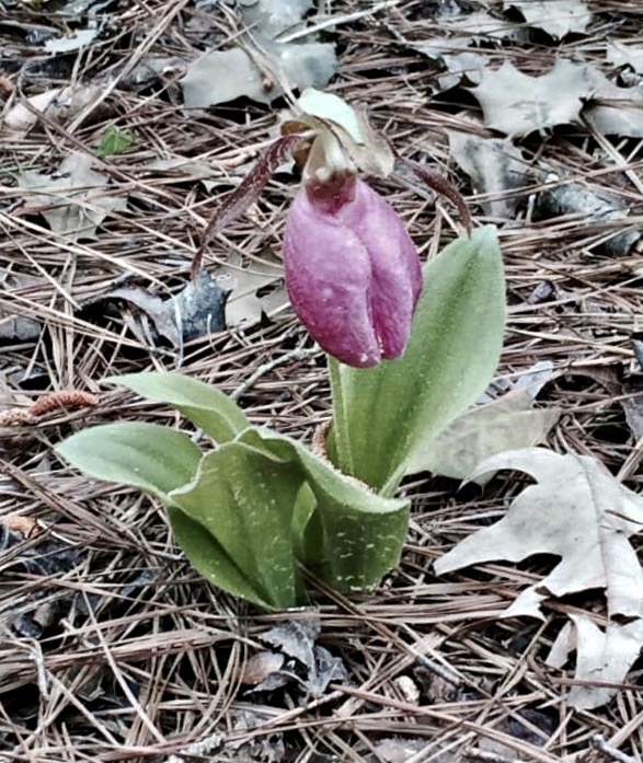 Full Form (Halifax County,NC)