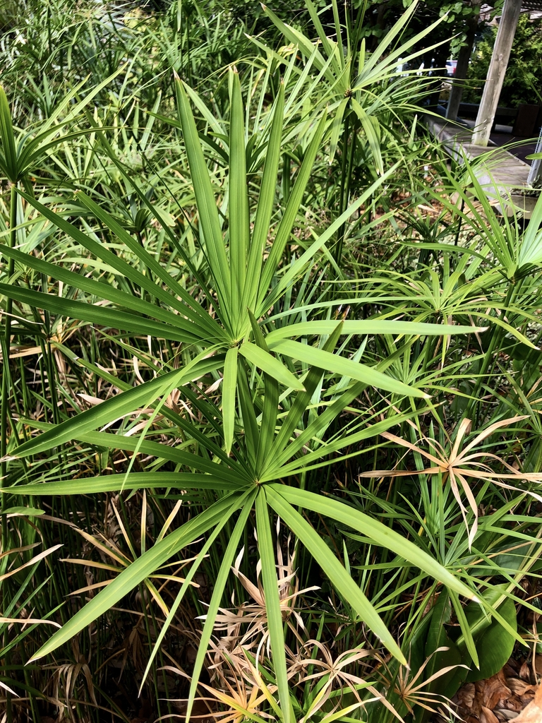 Leaves - Wake Co., NC