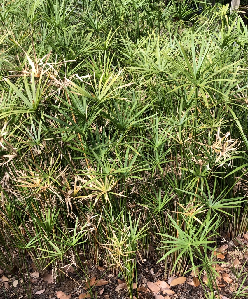 Form - Fall - Wake Co., NC