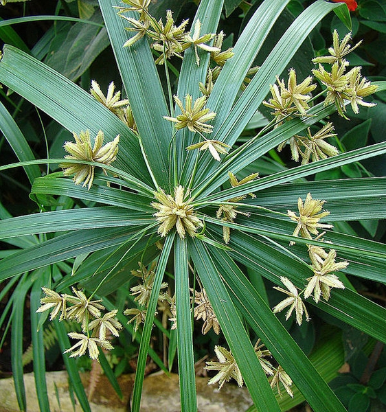 Cyperus alternifolius