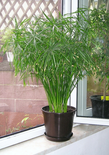 Cyperus alternifolius