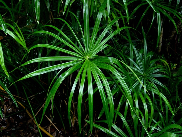 Cyperus alternifolius