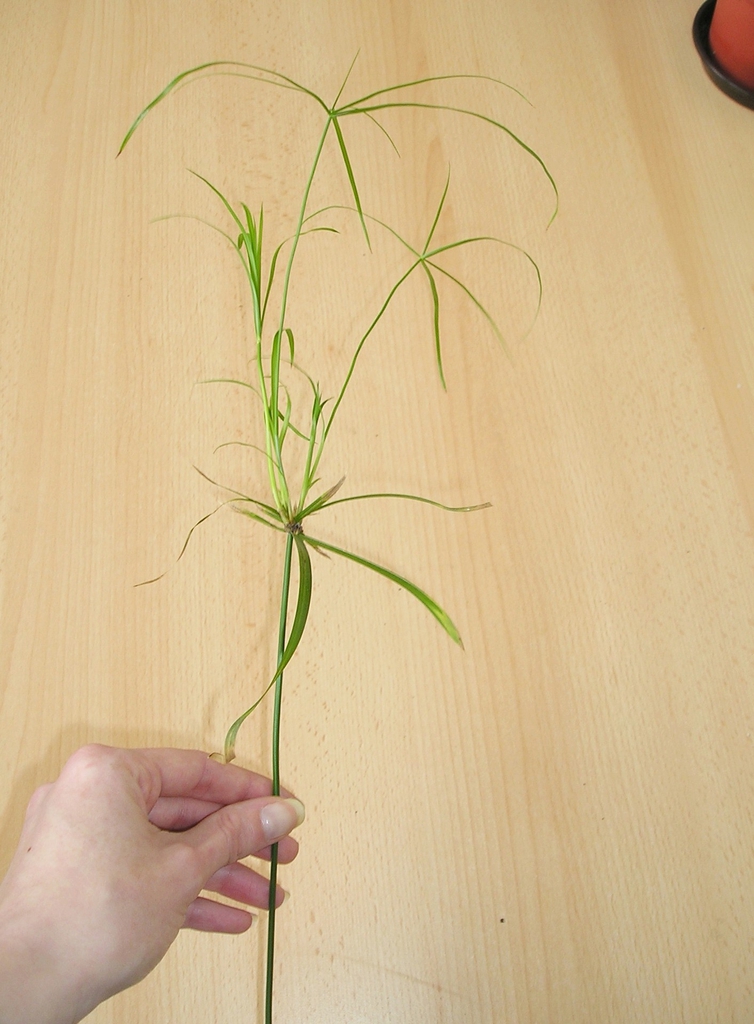 Cyperus alternifolius