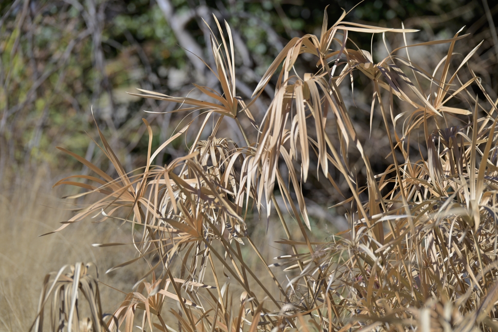 long, thin, leaf-like bracts forming a whorl on triangular stems