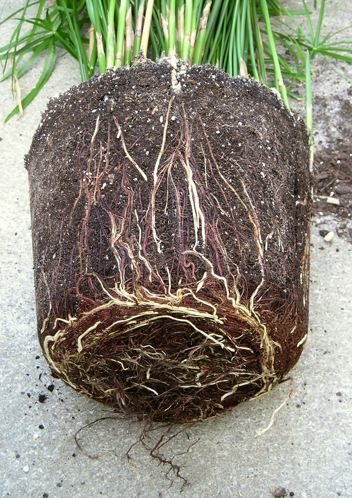 Cyperus alternifolius