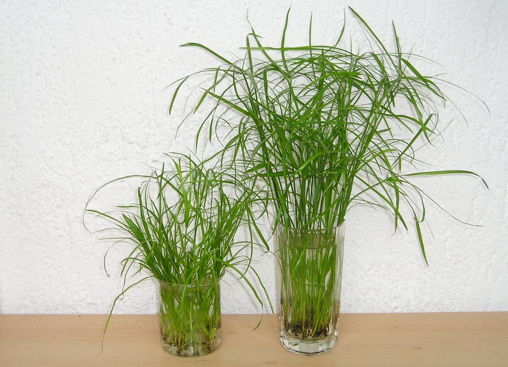 Cyperus alternifolius