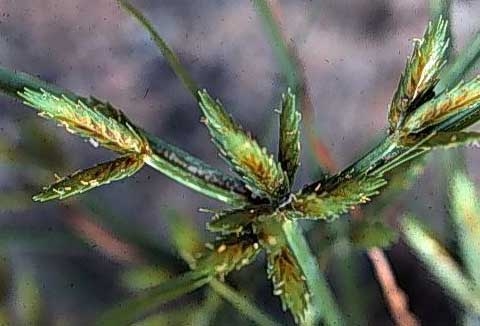 Cyperus spp.