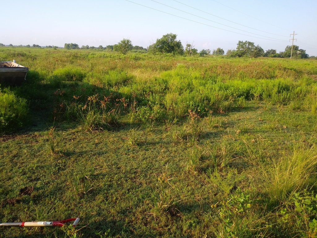 Naturalizing in TX
