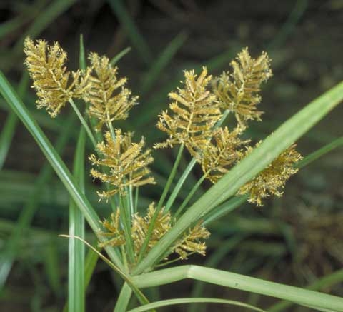 Cyperus esculentus L.