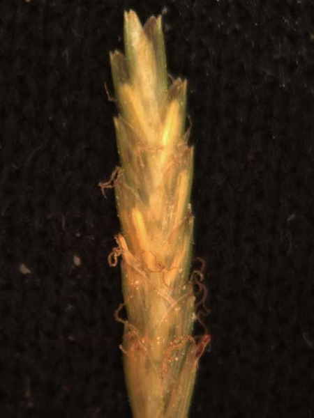 Cyperus esculentus L.