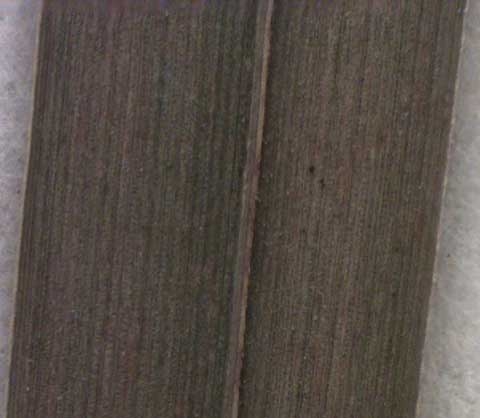 Cyperus esculentus L.