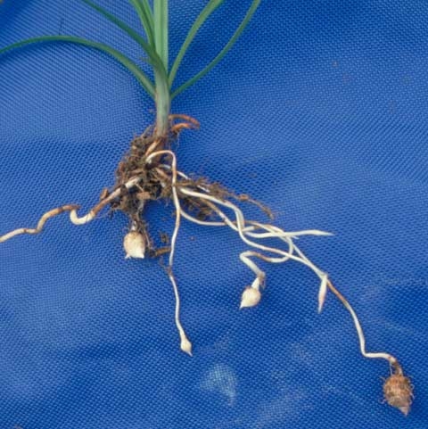 Cyperus esculentus L.