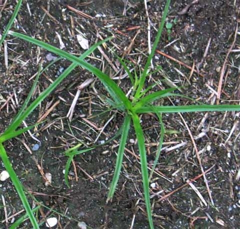Cyperus esculentus L.