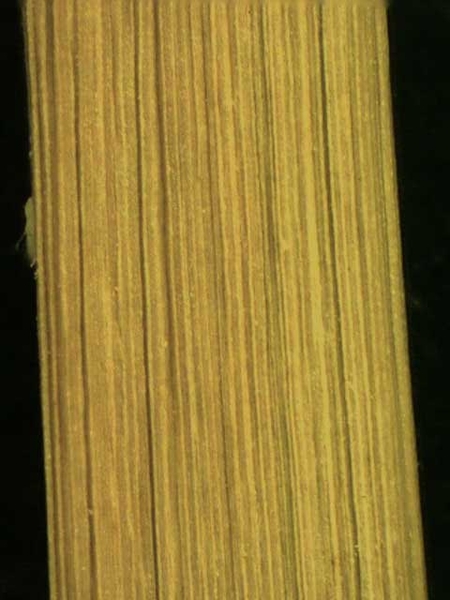 Cyperus esculentus L.