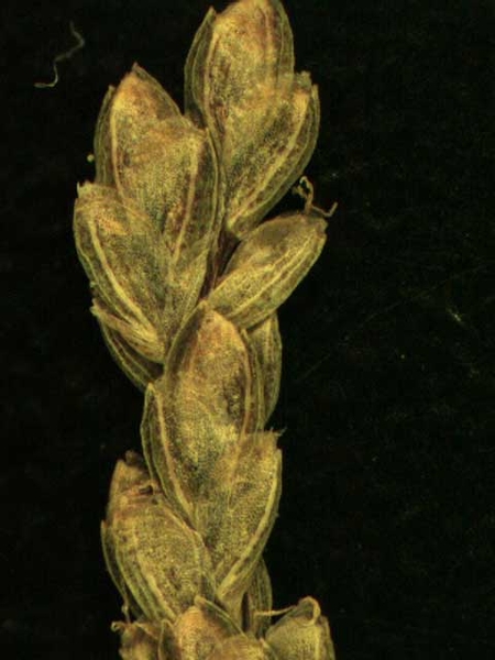 Cyperus spp.