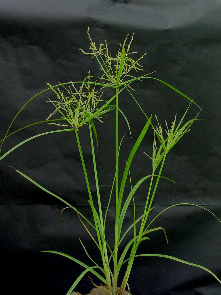 Cyperus iria