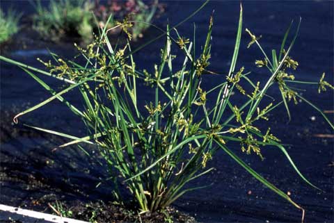 Cyperus iria Habit