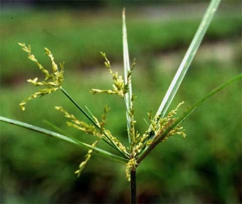 Cyperus spp.