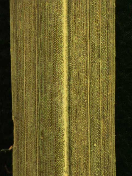 Cyperus spp.