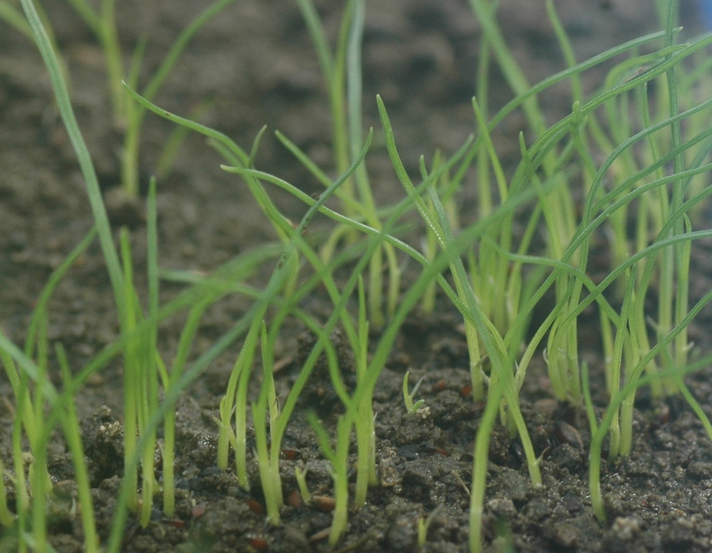 Cyperus iria