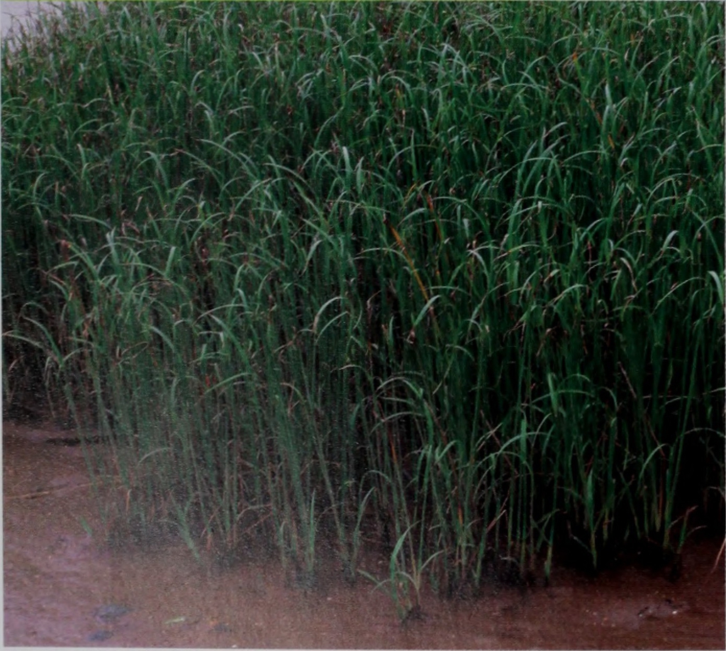 Cyperus iria