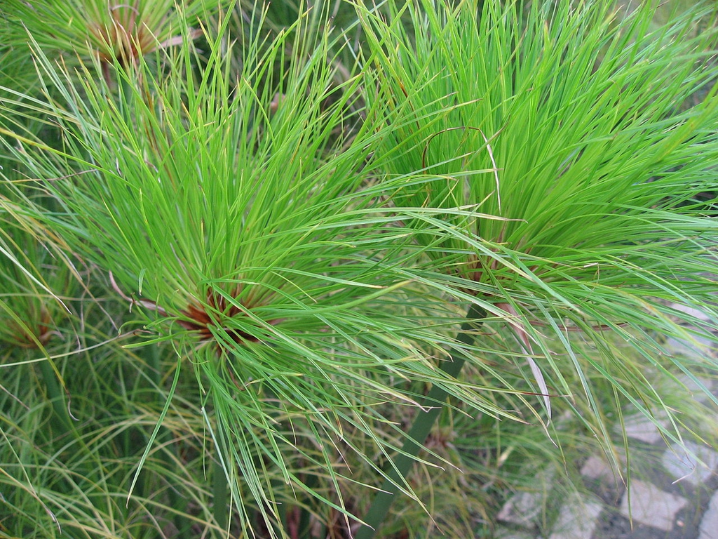 Plant