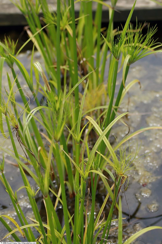 Form