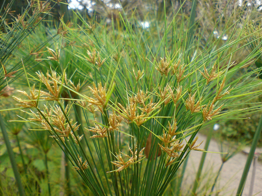 Seed heads
