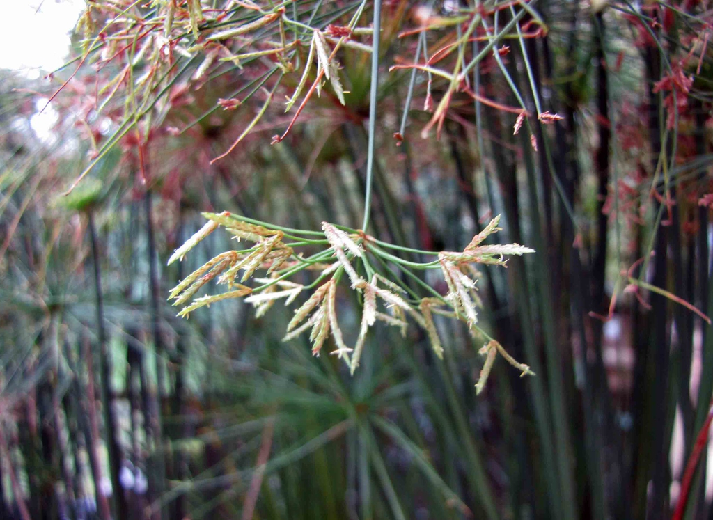 Cyperus prolifer