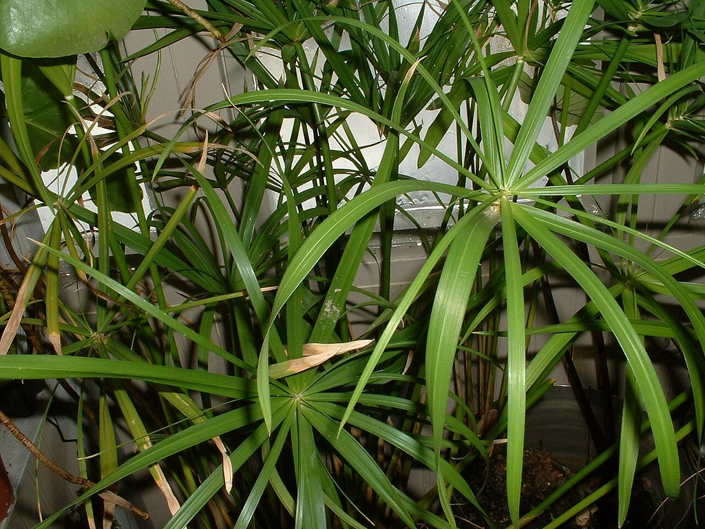 Cyperus prolifer