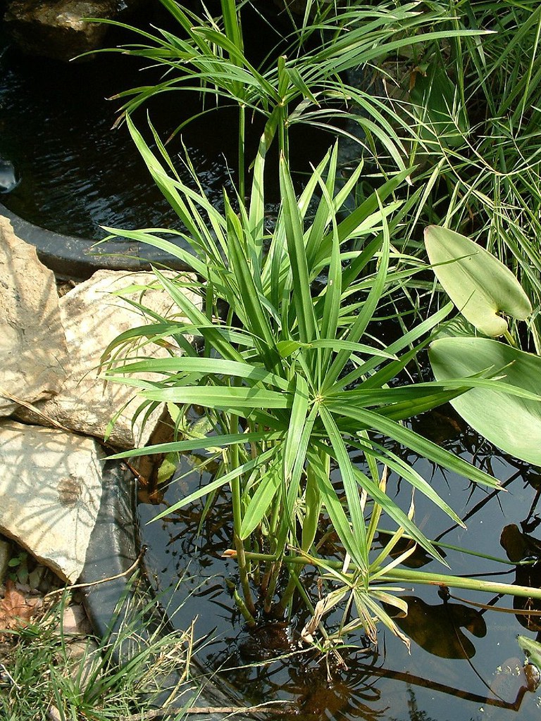 Cyperus prolifer