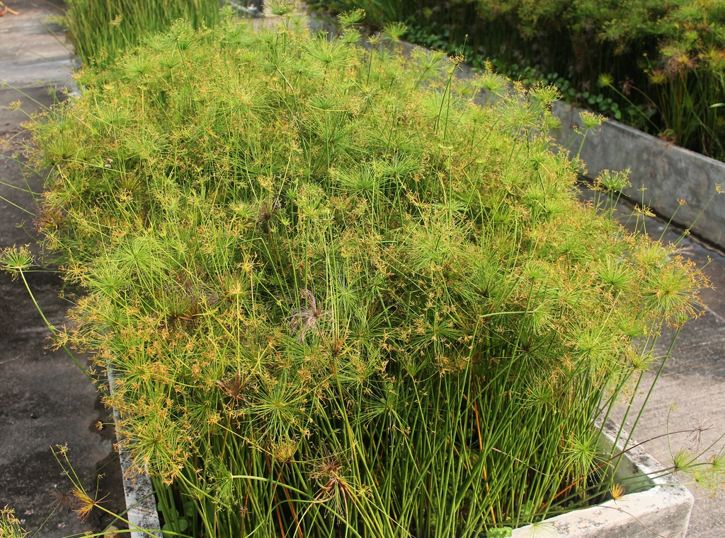 Cyperus prolifer